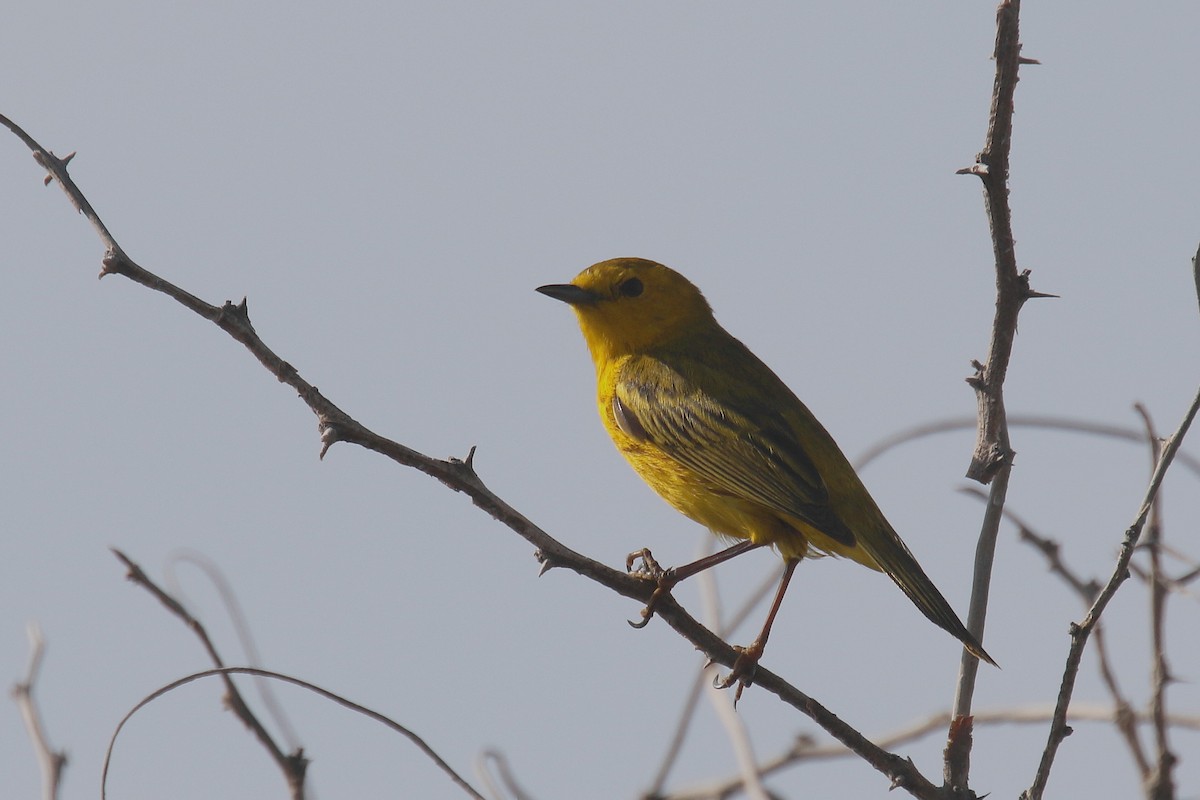 Yellow Warbler (Golden) - ML185913251