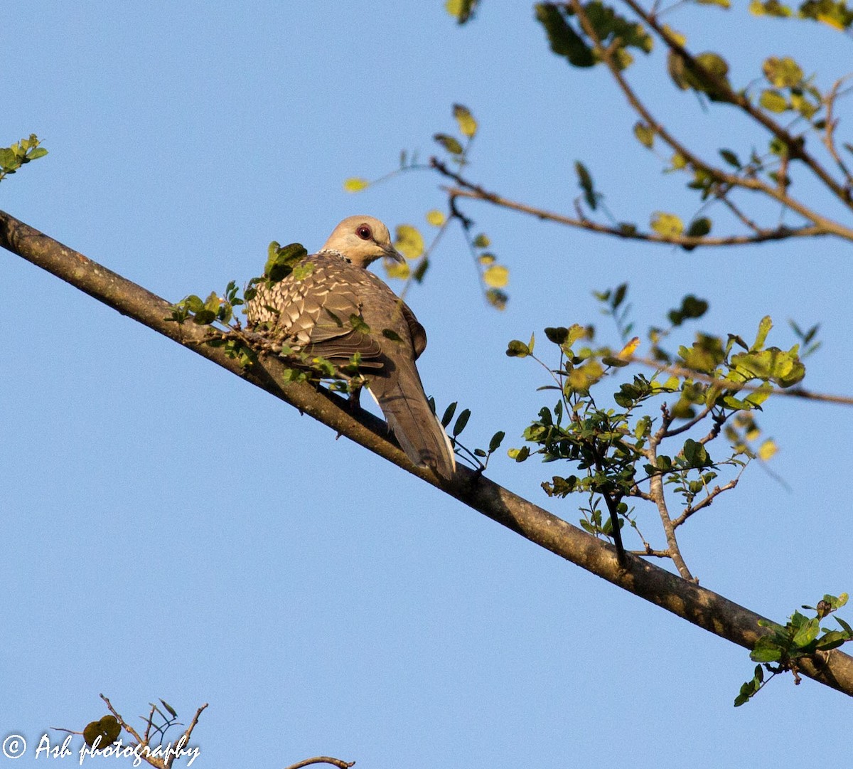 珠頸斑鳩 - ML185914131