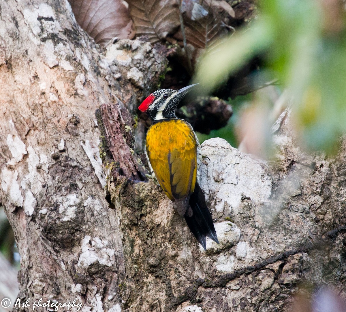 Black-rumped Flameback - ML185914151