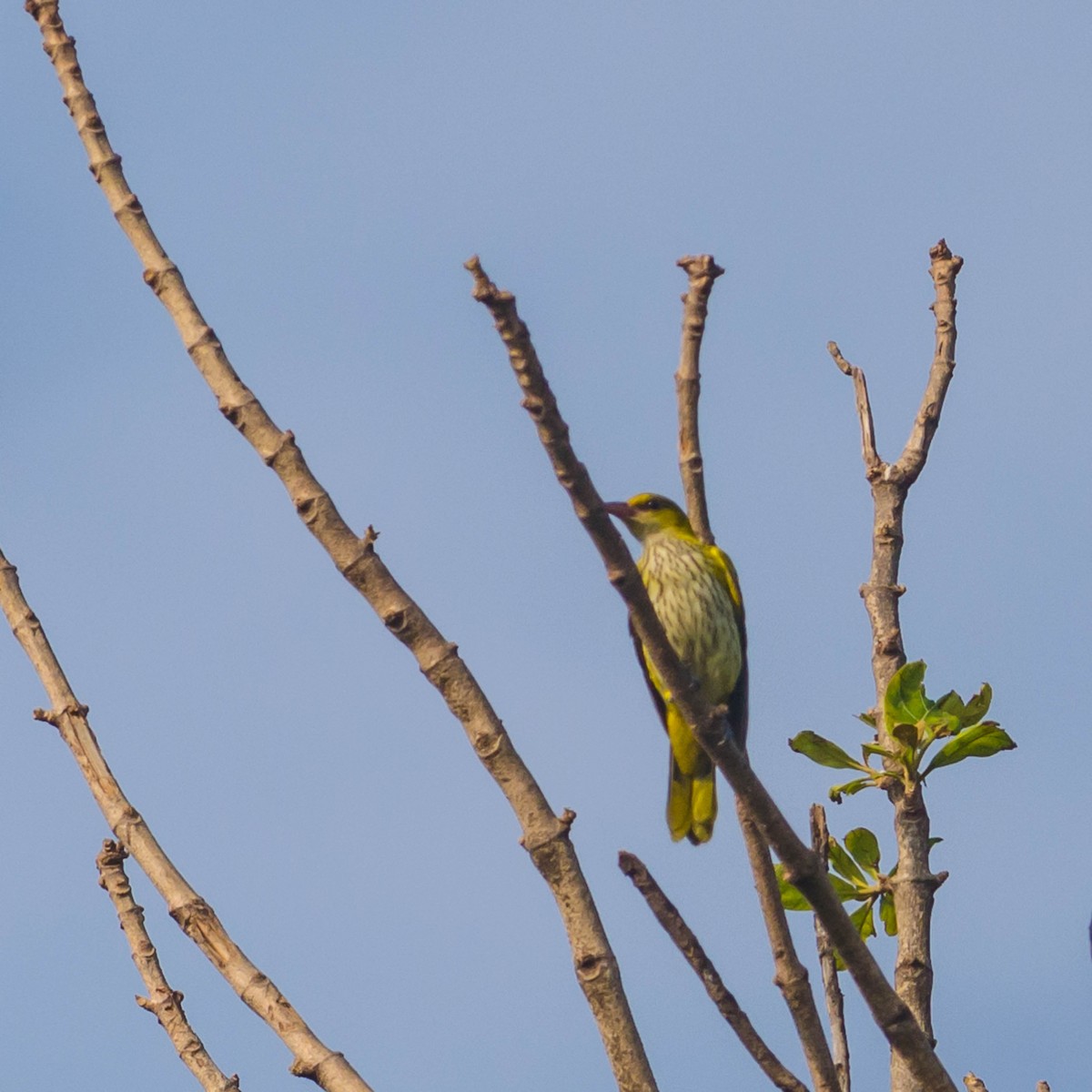 Indian Golden Oriole - ML185914511