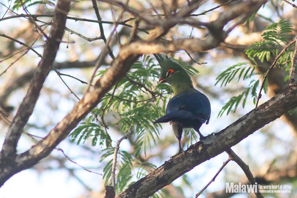 Schalow's Turaco - Manod Taengtum