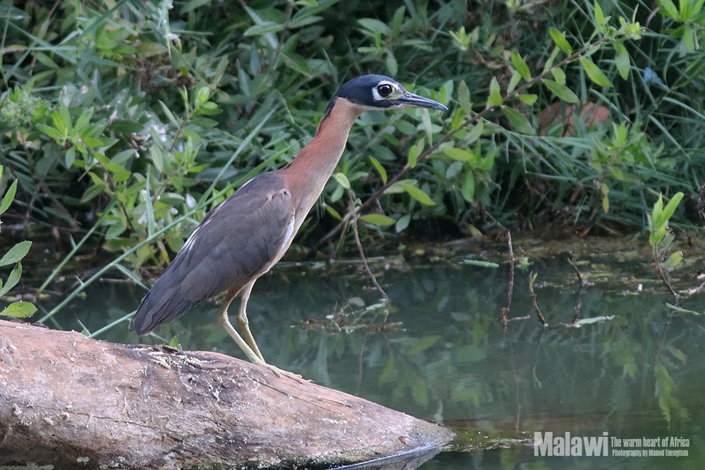 White-backed Night Heron - ML185915271