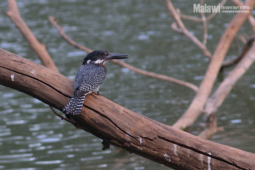 Giant Kingfisher - ML185915291