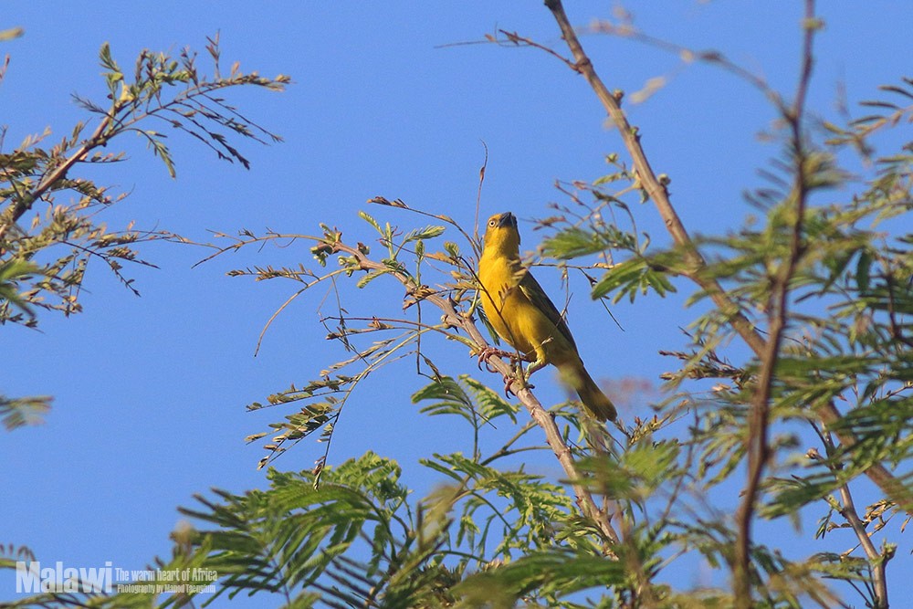 Holub's Golden-Weaver - ML185915331