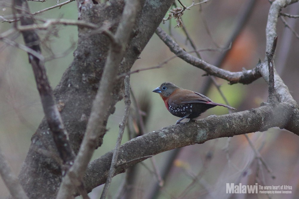 Red-throated Twinspot - ML185915341
