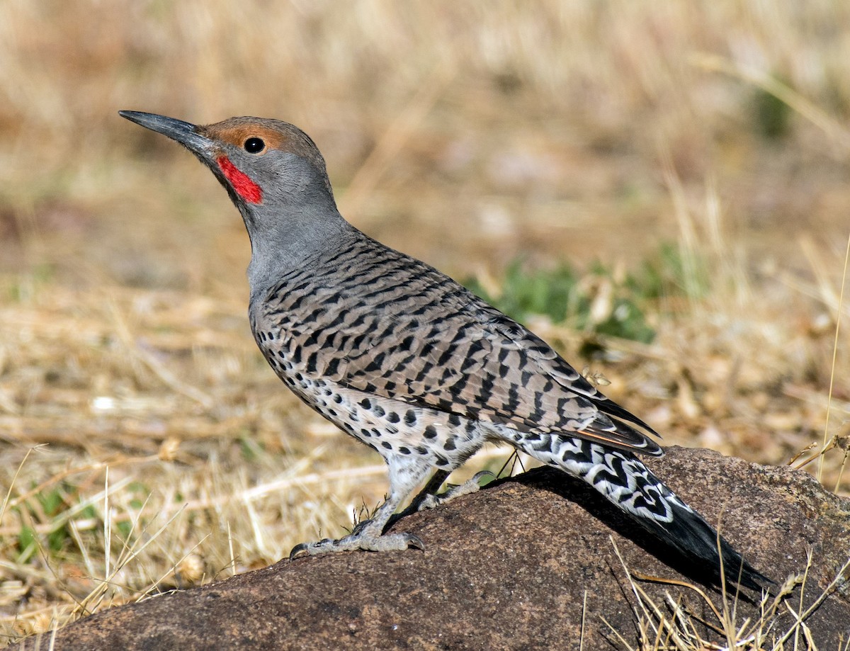 Northern Flicker (Red-shafted) - Alison Davies