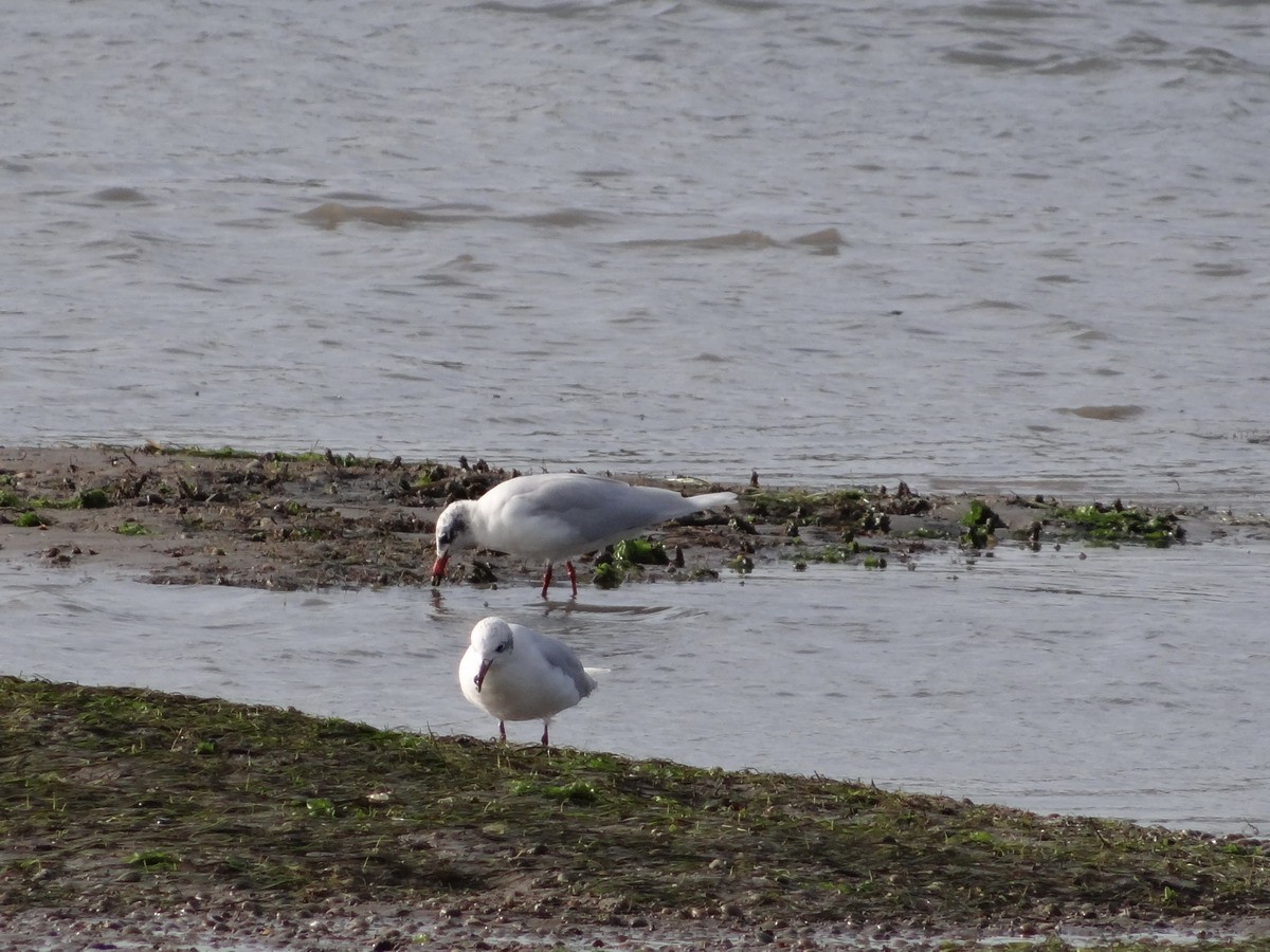 Mediterranean Gull - Michaela & Klemens Wernisch