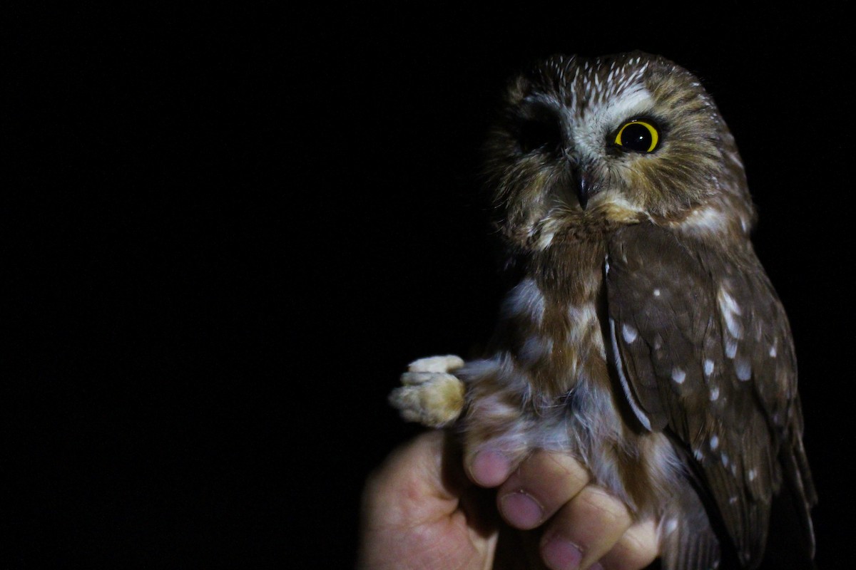 Northern Saw-whet Owl - Julian Tattoni