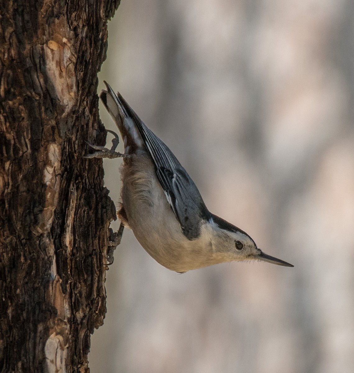 White-breasted Nuthatch - ML185922521