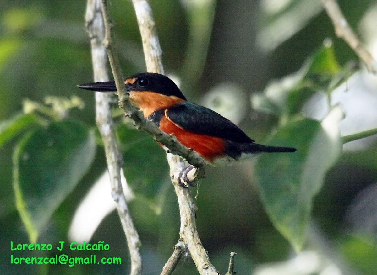 American Pygmy Kingfisher - ML185924211