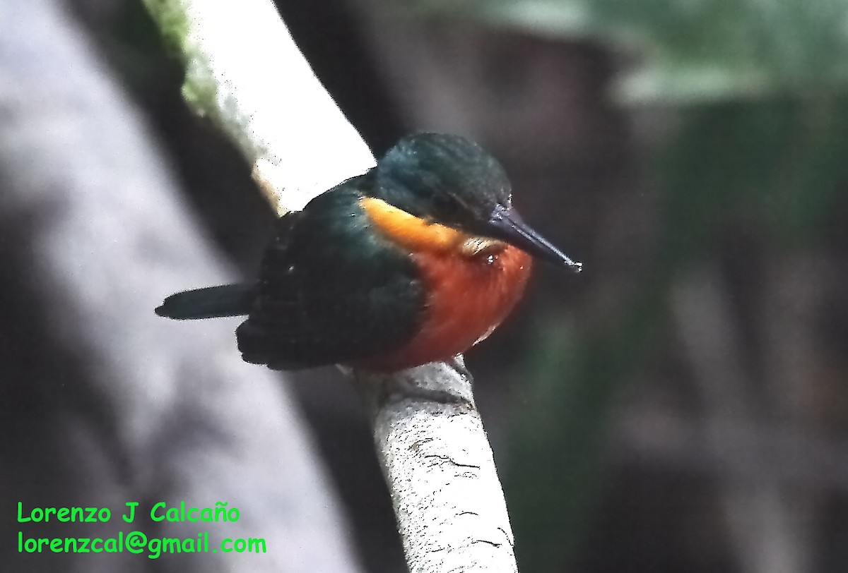 American Pygmy Kingfisher - ML185924371