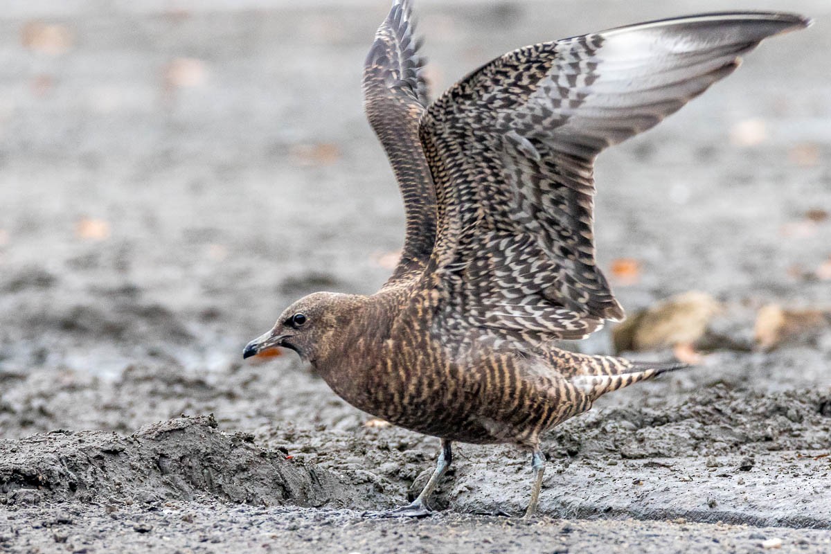 Pomarine Jaeger - Honza Grünwald