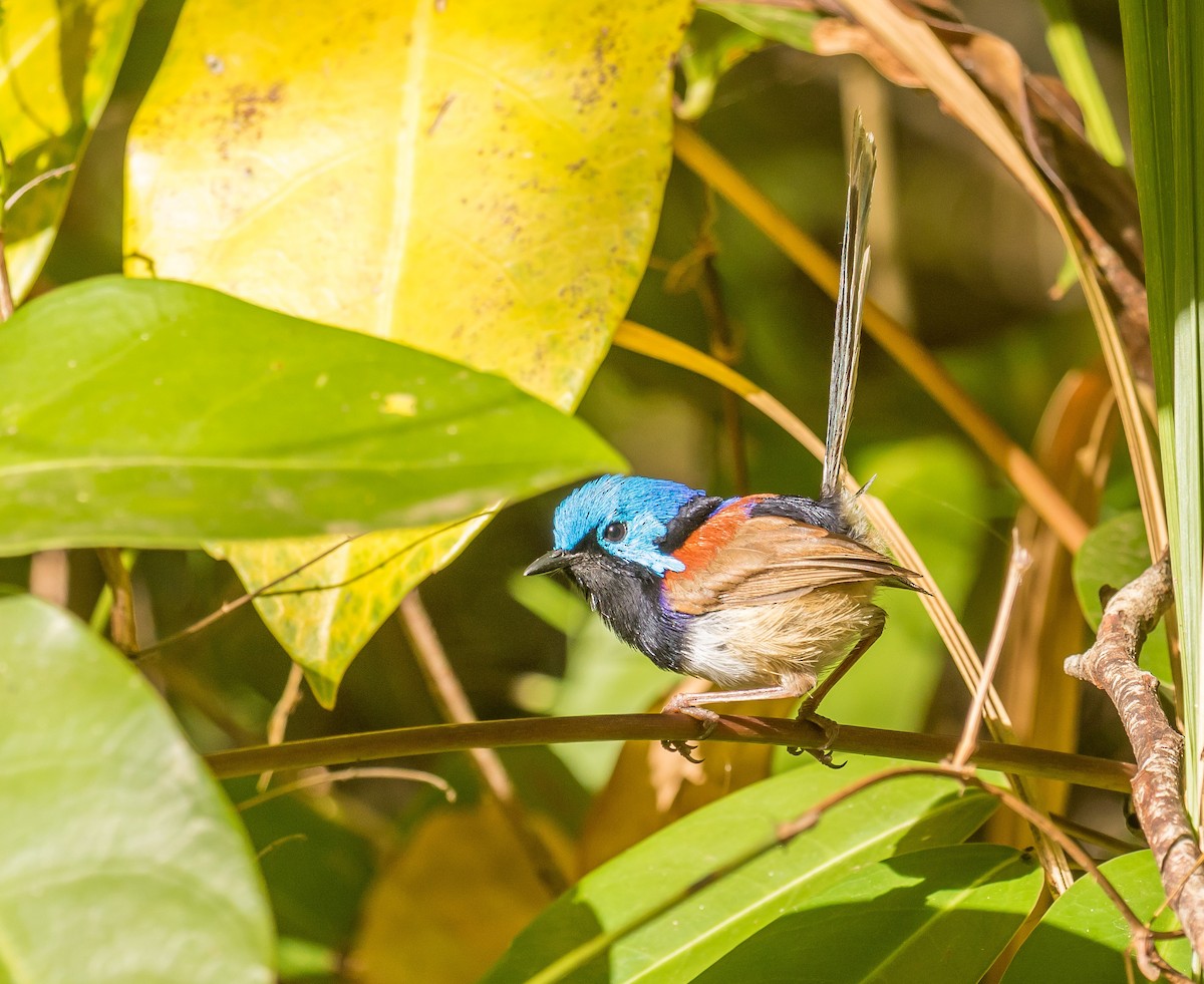 Variegated Fairywren - ML185924901