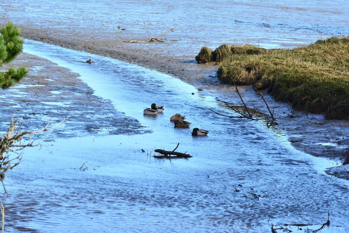 Зэрлэг нугас - ML185925031