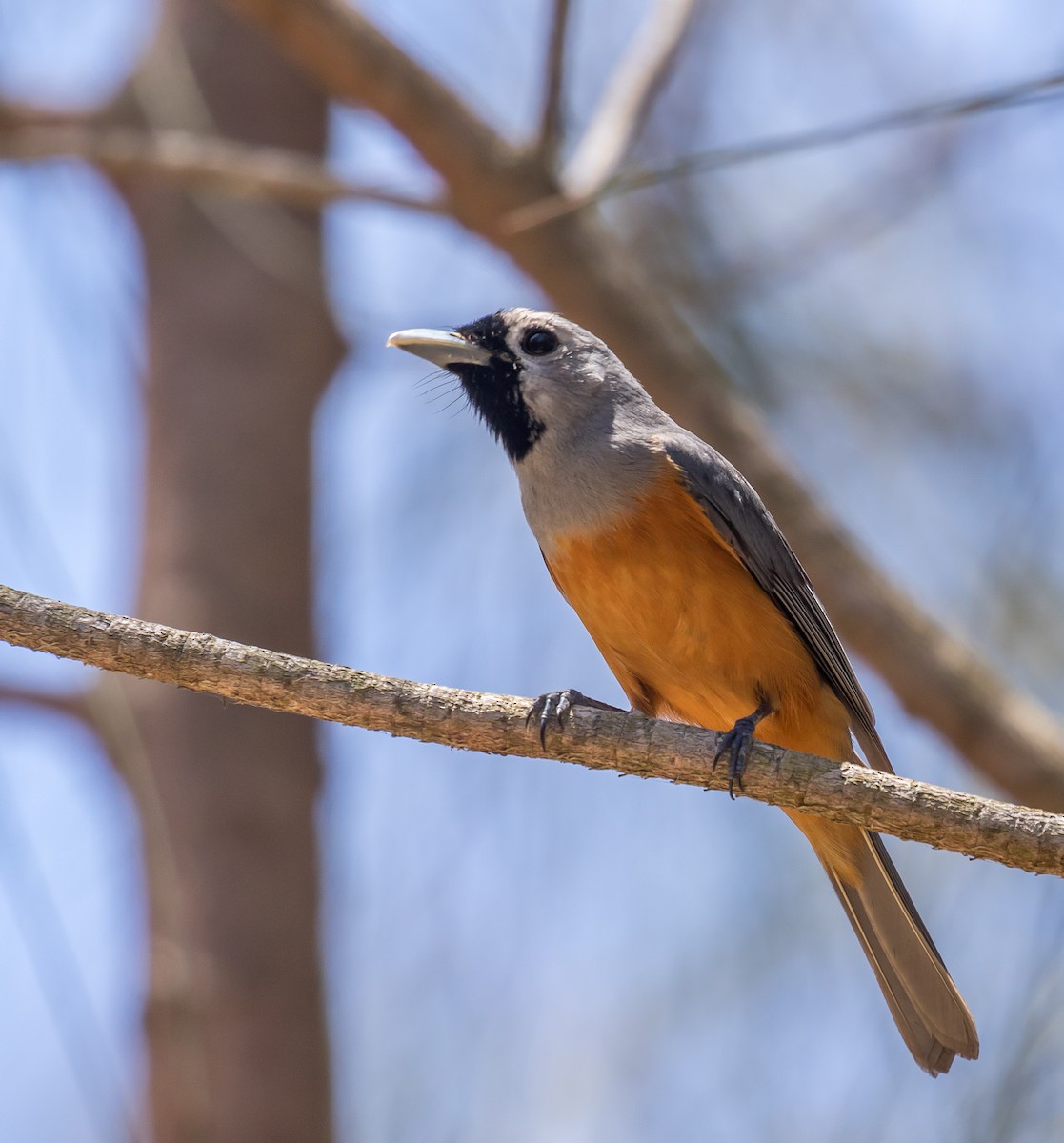 Black-faced Monarch - Louise Summerhayes