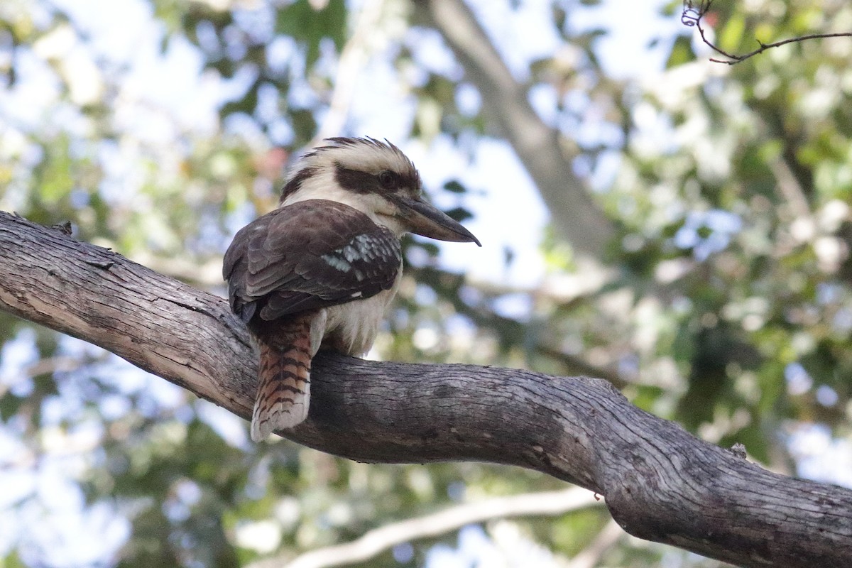 Laughing Kookaburra - Chris A