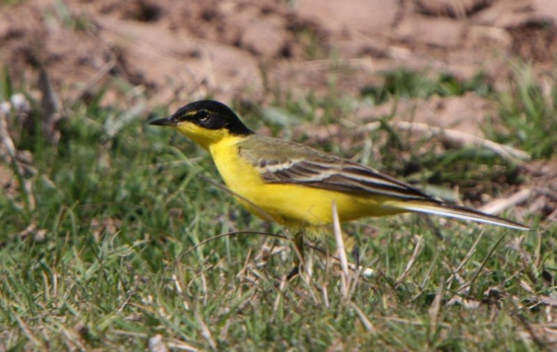 Western Yellow Wagtail (feldegg) - ML185926501