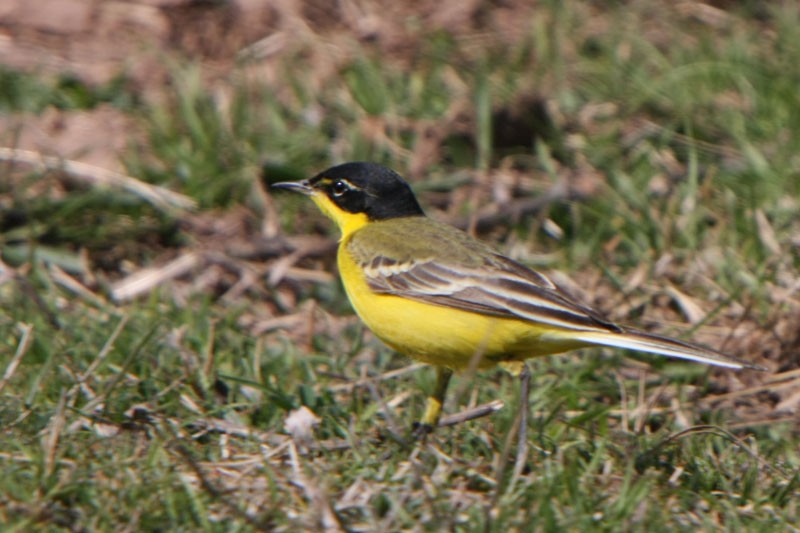 Western Yellow Wagtail (feldegg) - Alfonso Rodrigo