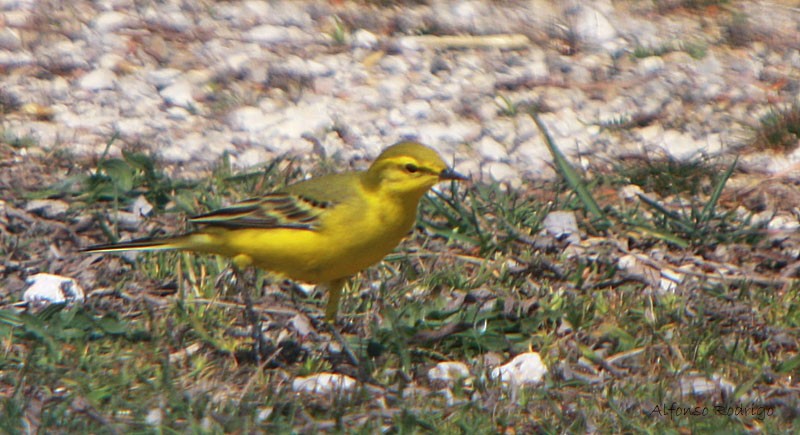 Western Yellow Wagtail (flavissima) - ML185926561