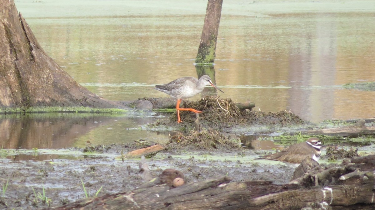 Spotted Redshank - ML185926591