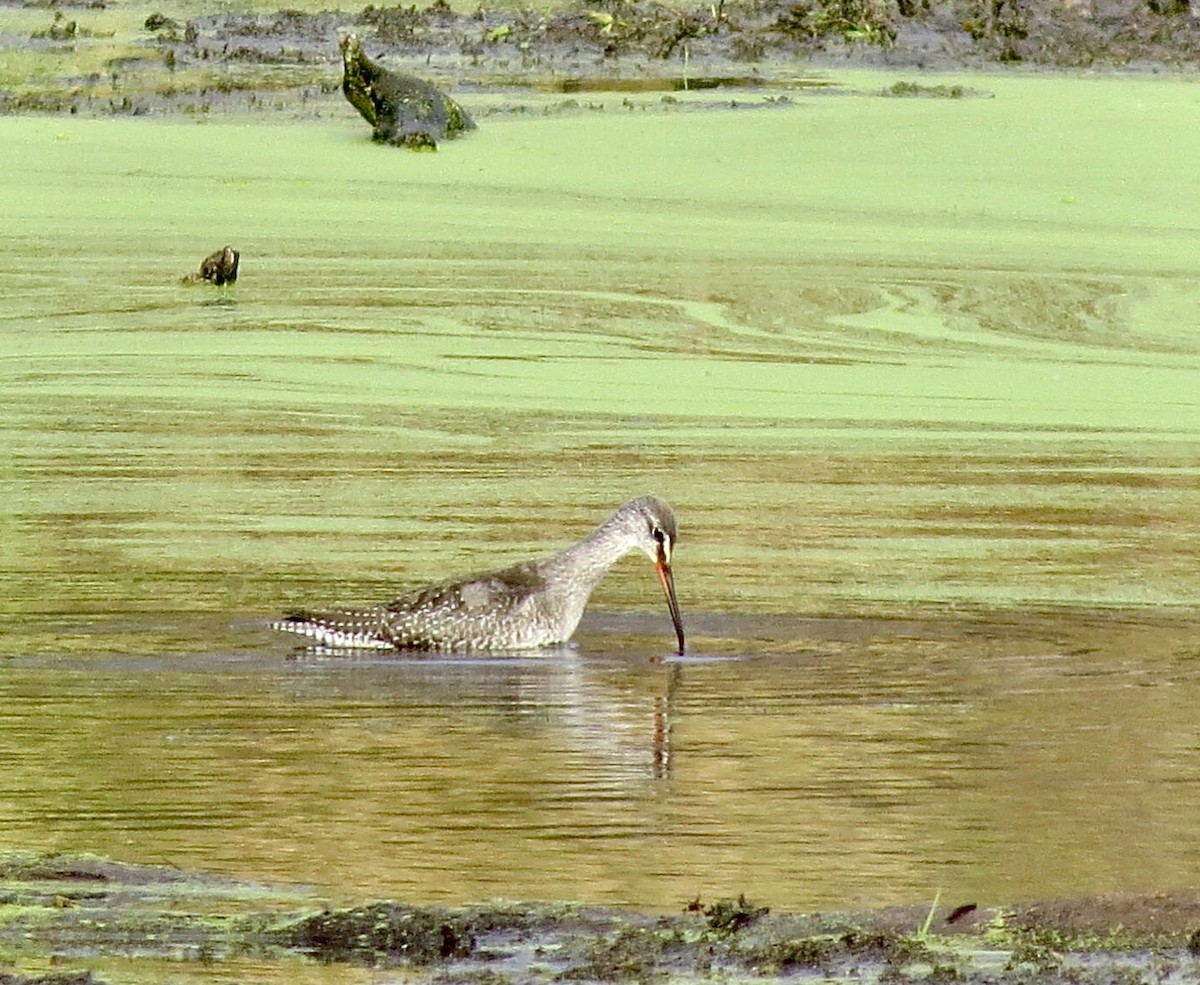 Spotted Redshank - ML185926601