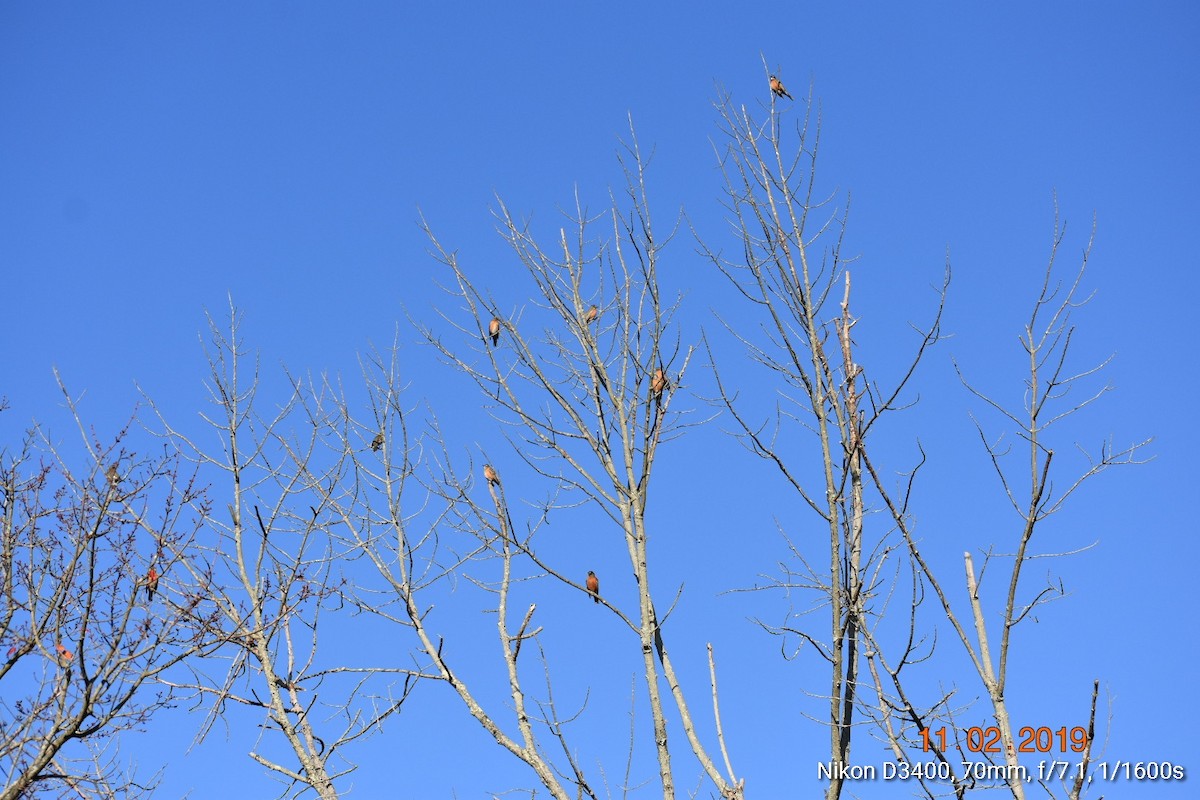 American Robin - ML185928381