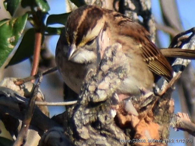 White-throated Sparrow - ML185928531