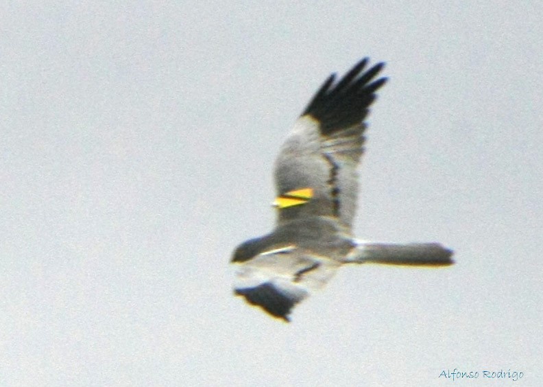 Montagu's Harrier - ML185929881