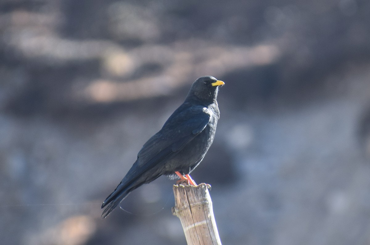 Yellow-billed Chough - ML185930221