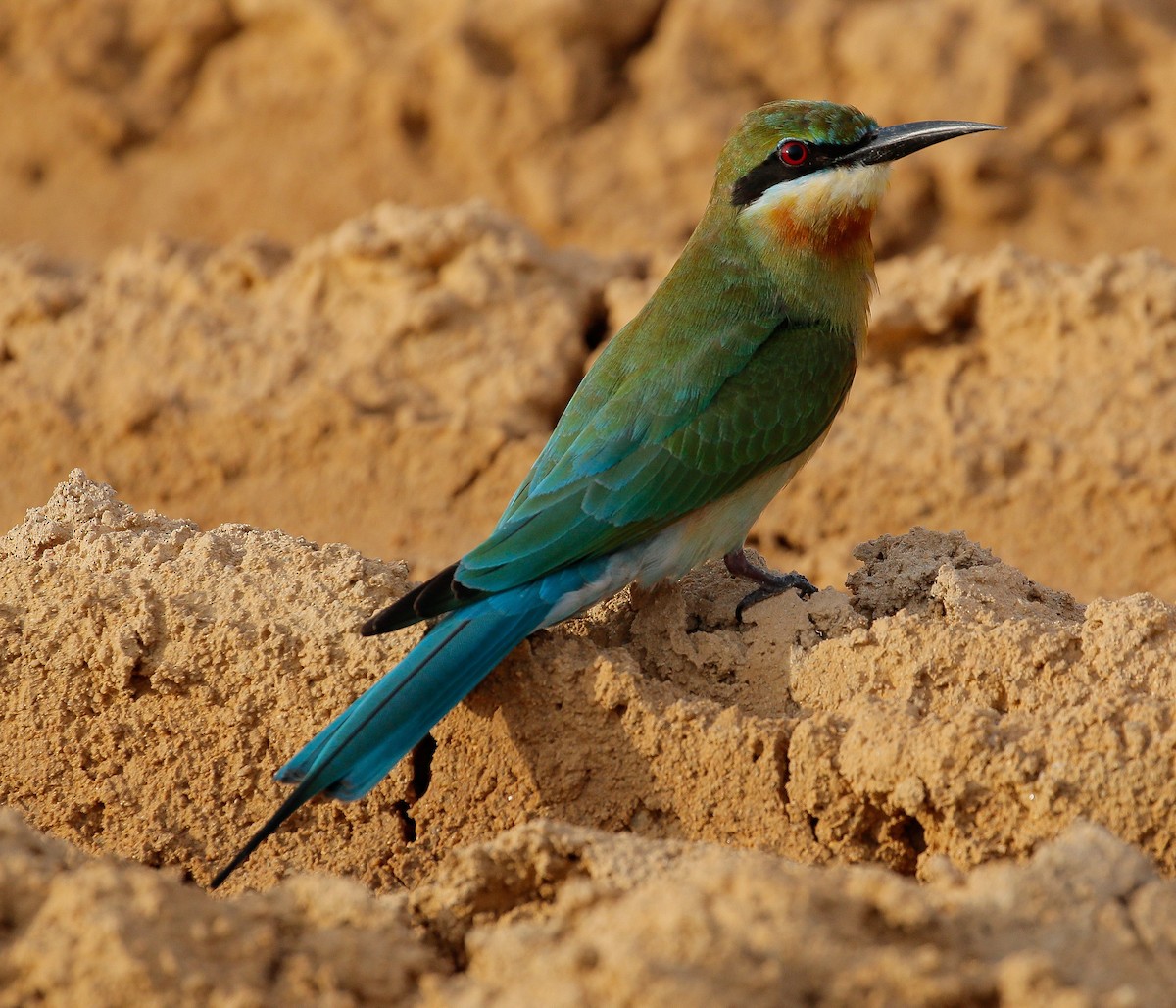 Blue-tailed Bee-eater - ML185930341