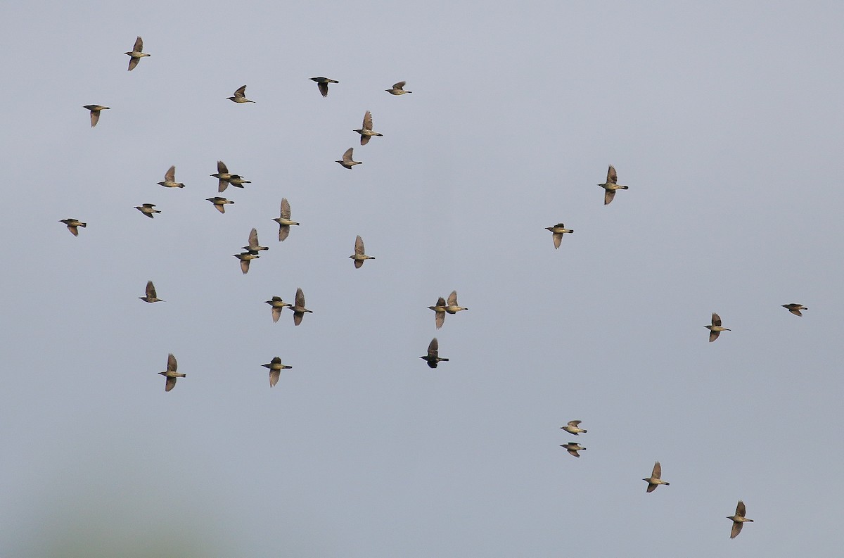 Asian Glossy Starling - ML185930361