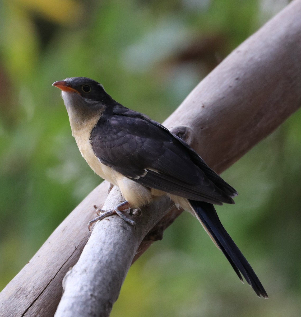 Pied Cuckoo - Ram Veer