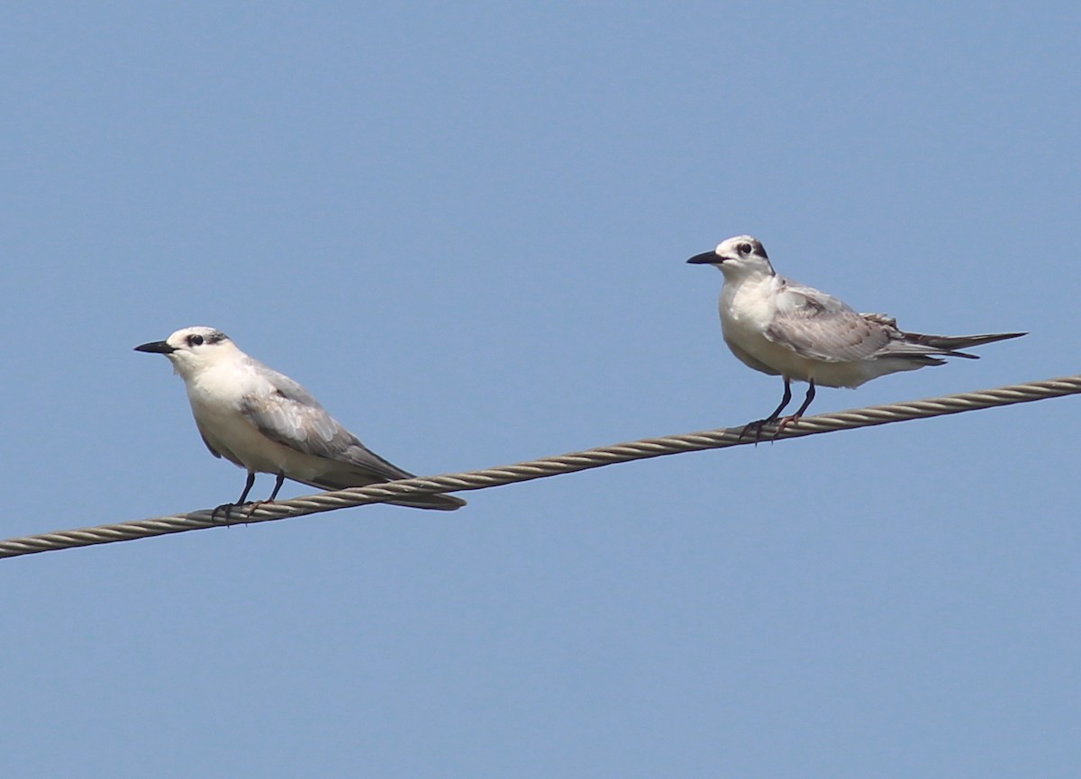 Whiskered Tern - Faslu Rahman