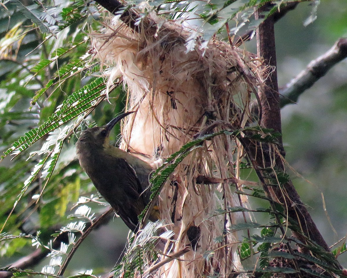 Superb Sunbird - Ken Burton