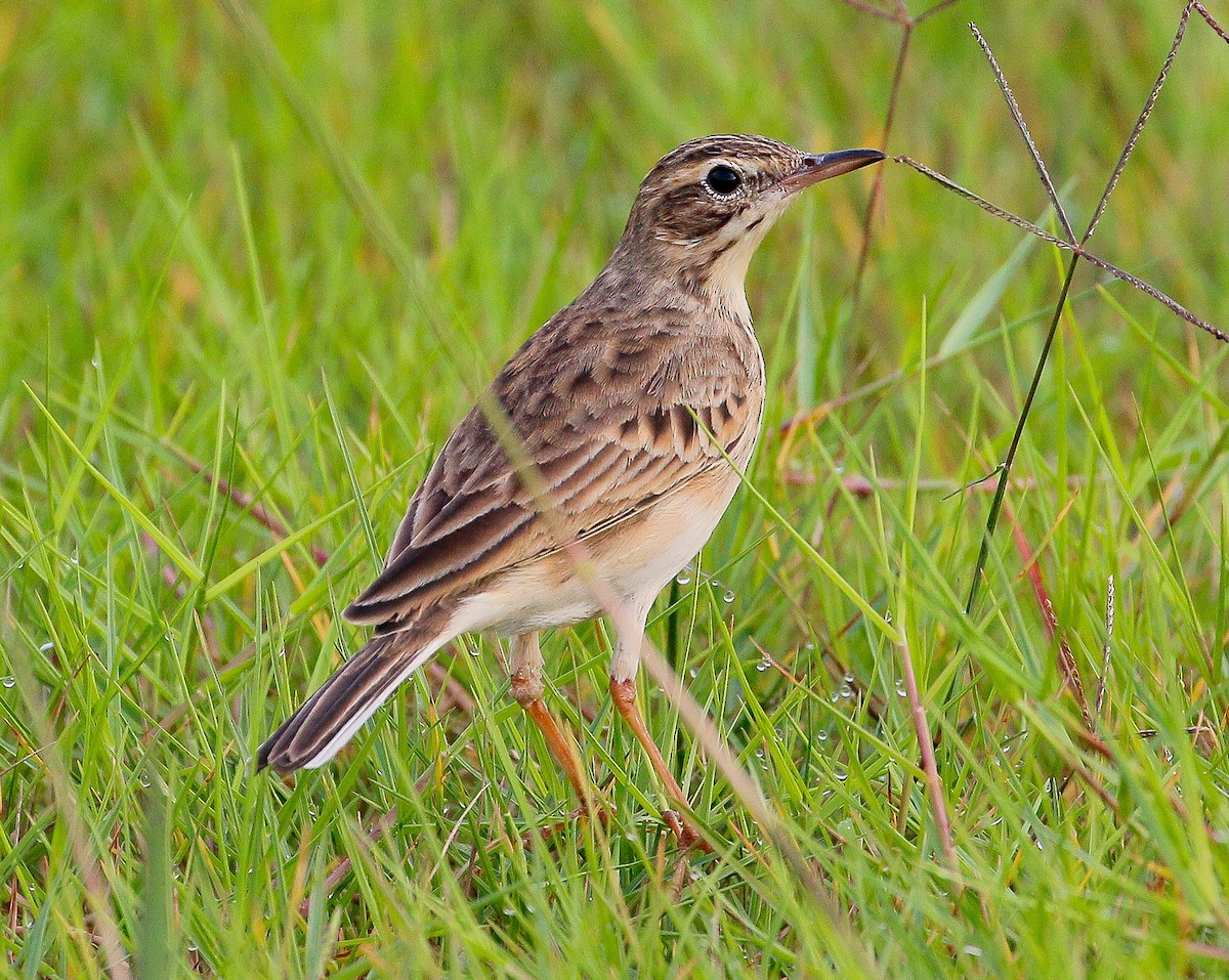 Paddyfield Pipit - ML185931121