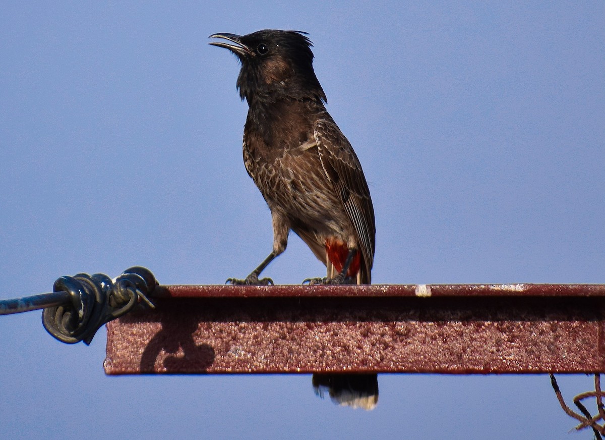 Red-vented Bulbul - ML185931221