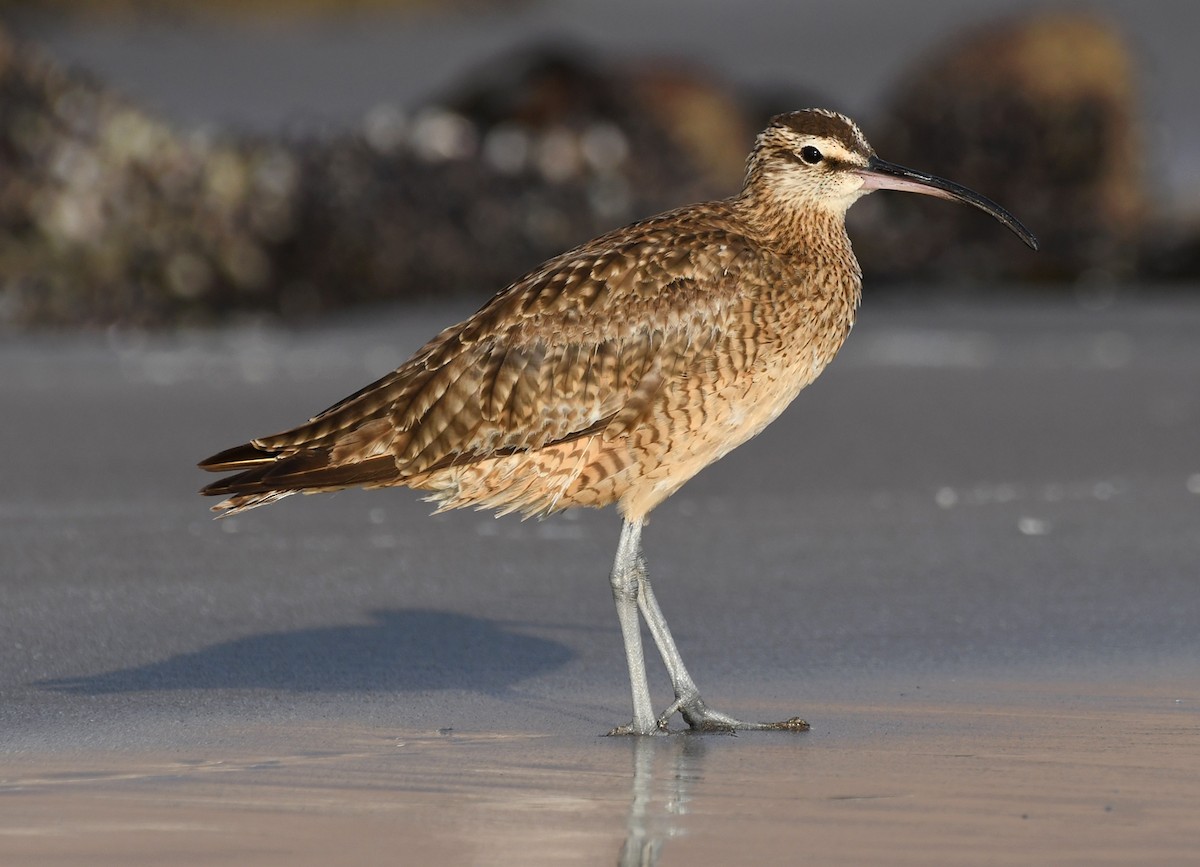 Whimbrel (Hudsonian) - ML185934271