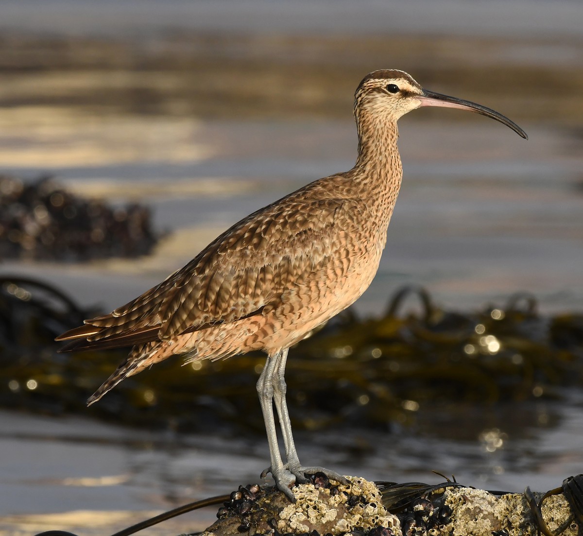 Whimbrel (Hudsonian) - ML185934281