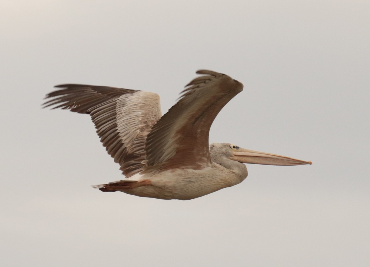 Pink-backed Pelican - Fikret Ataşalan