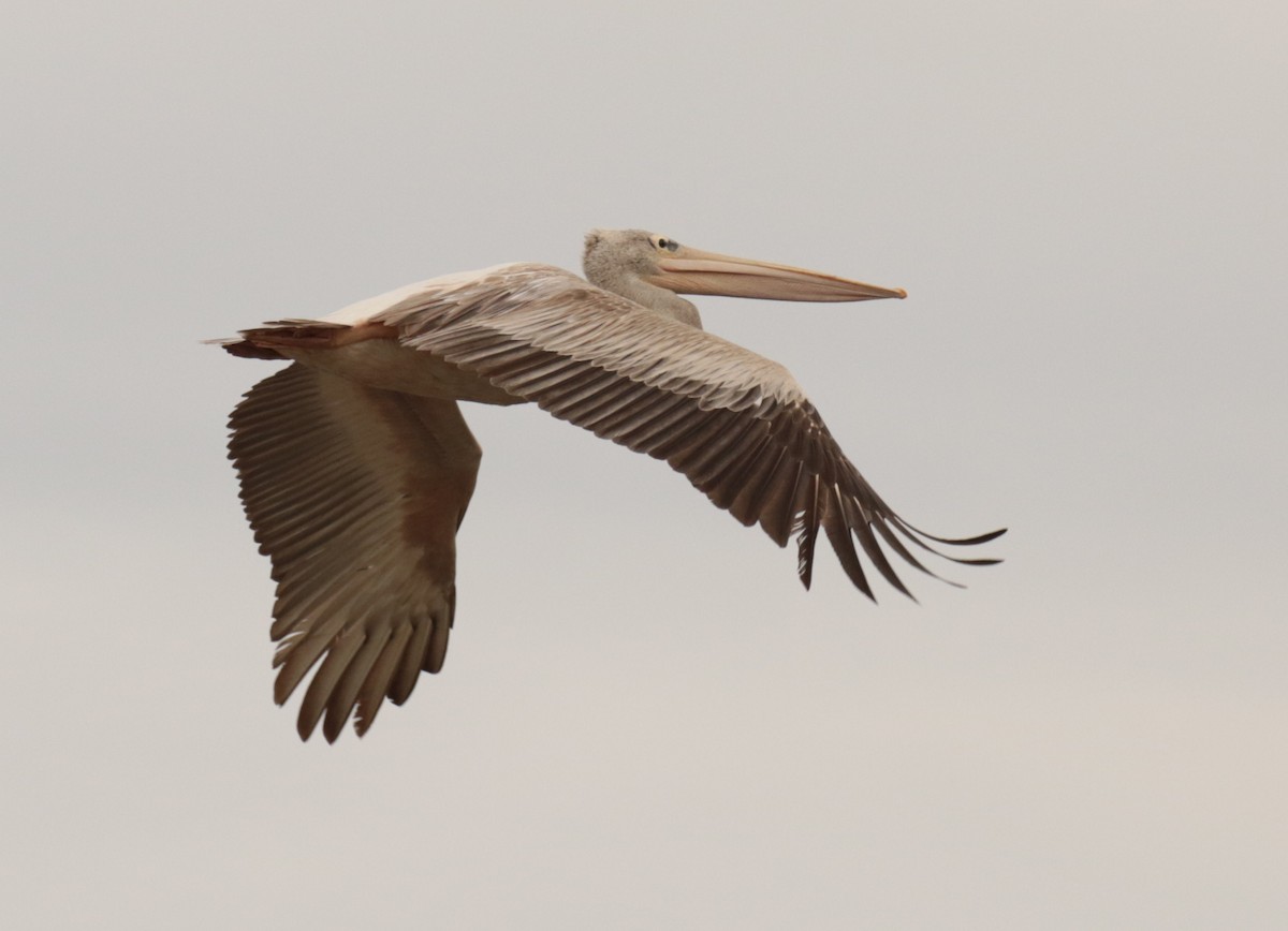 Pink-backed Pelican - Fikret Ataşalan