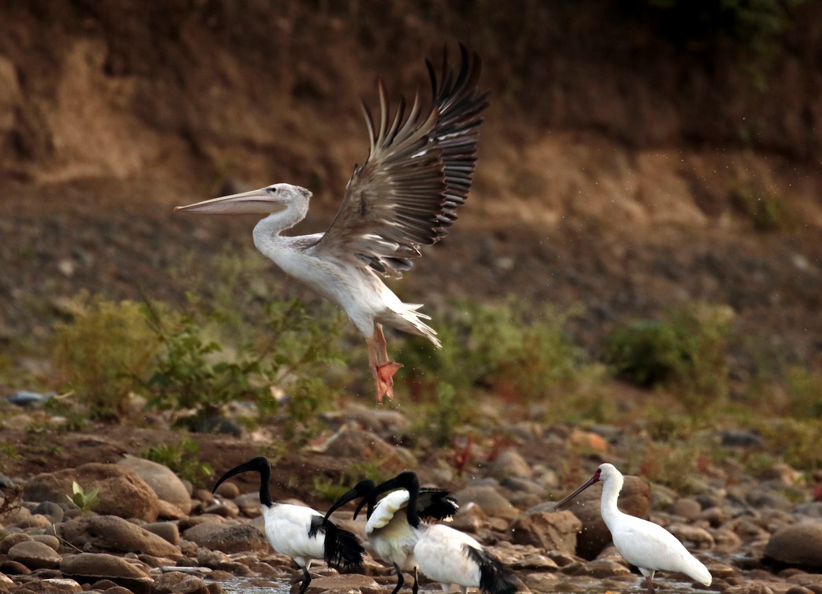 Pink-backed Pelican - Fikret Ataşalan