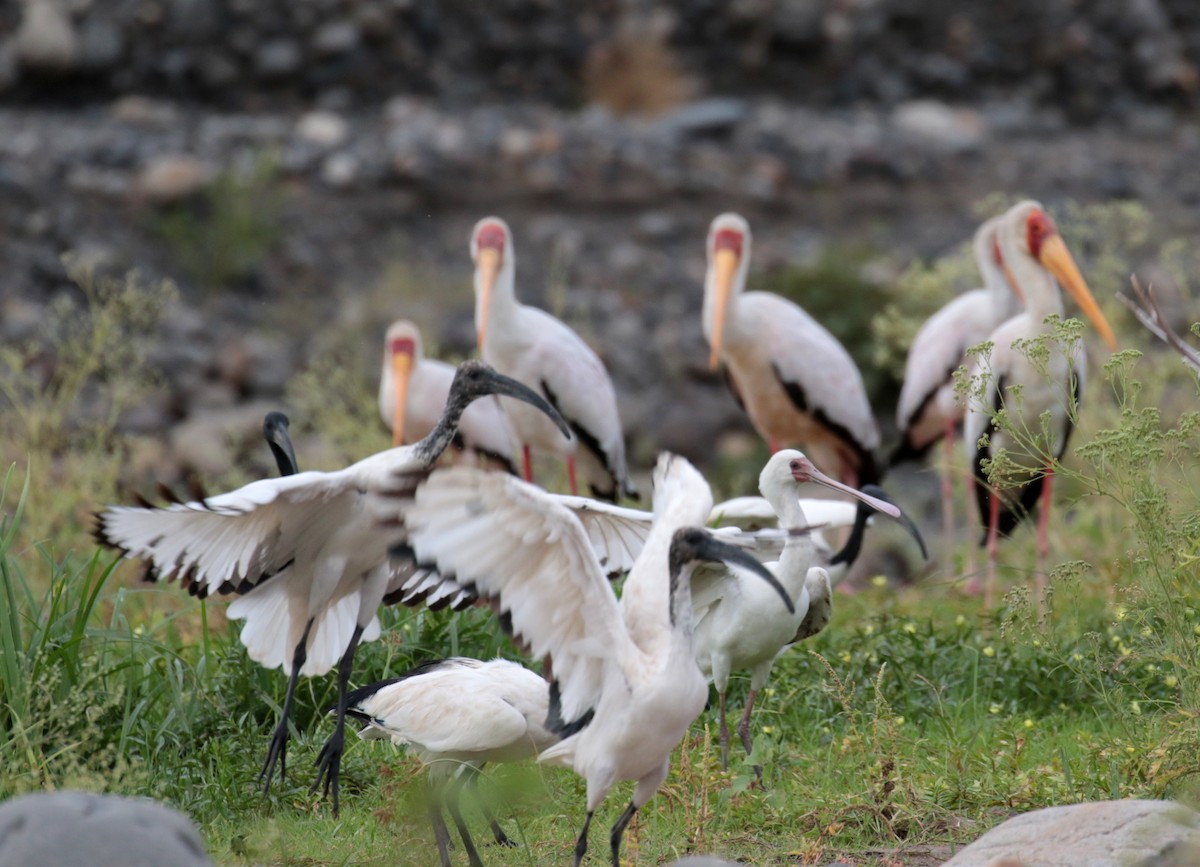 African Sacred Ibis - Fikret Ataşalan