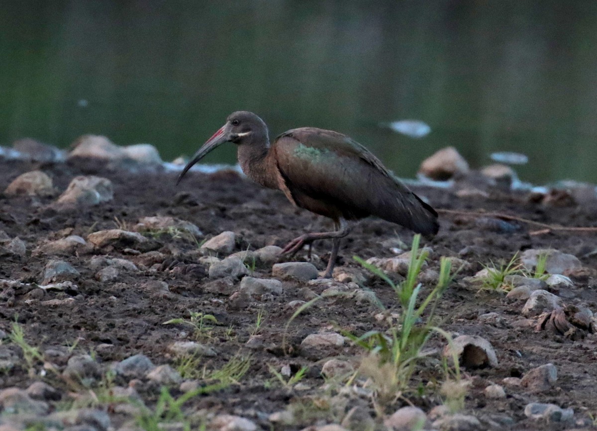 Hadada Ibis - ML185935351