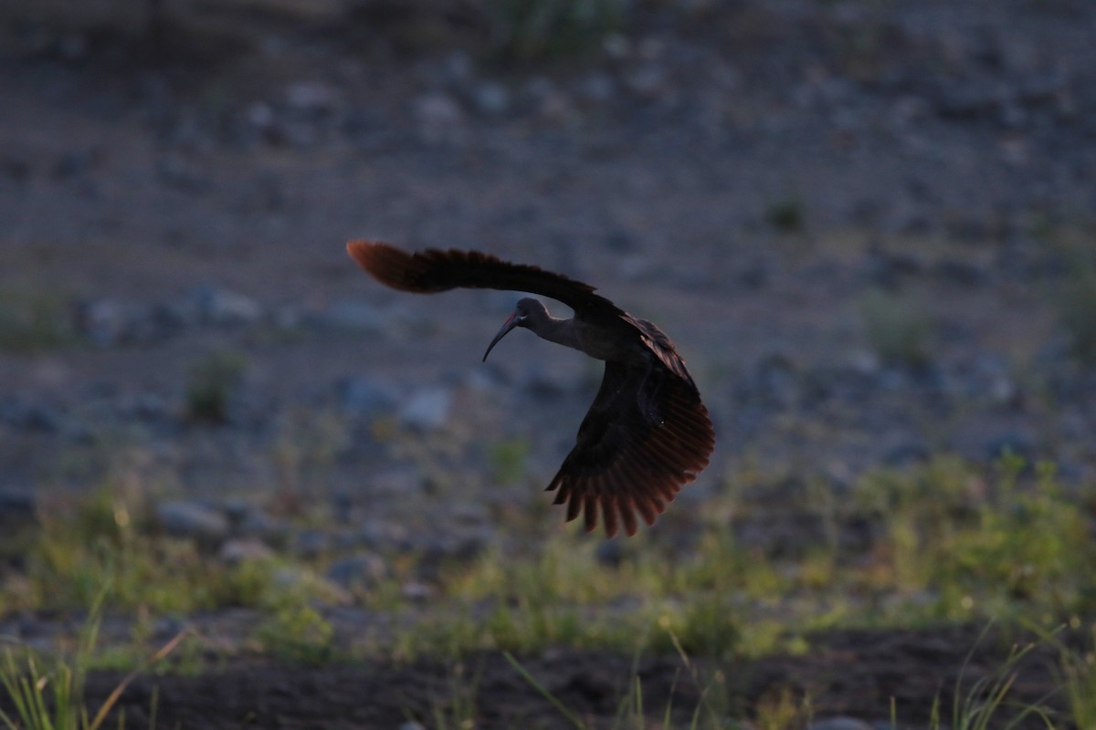 Hadada Ibis - Fikret Ataşalan