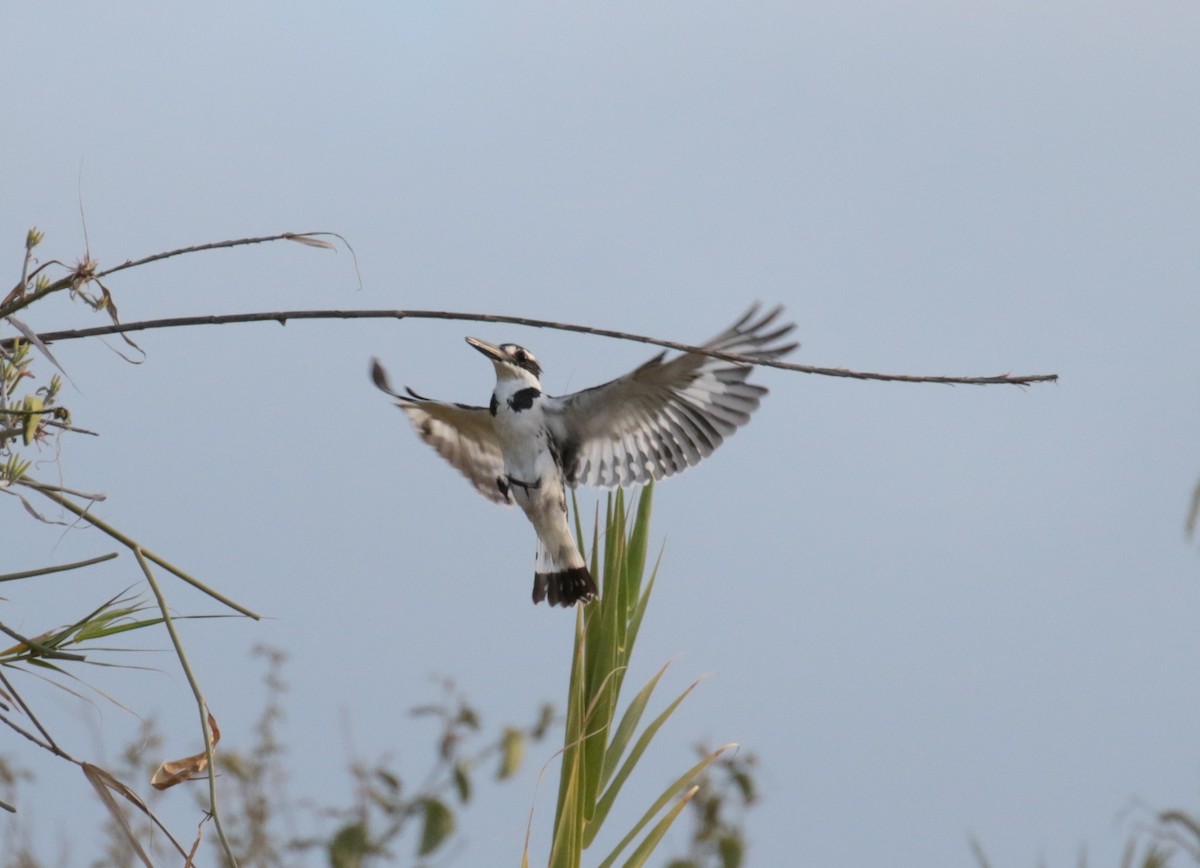 Pied Kingfisher - Fikret Ataşalan