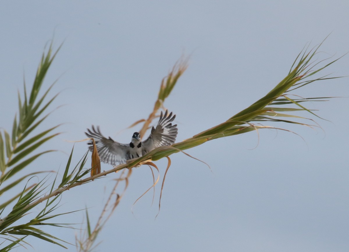 Pied Kingfisher - Fikret Ataşalan