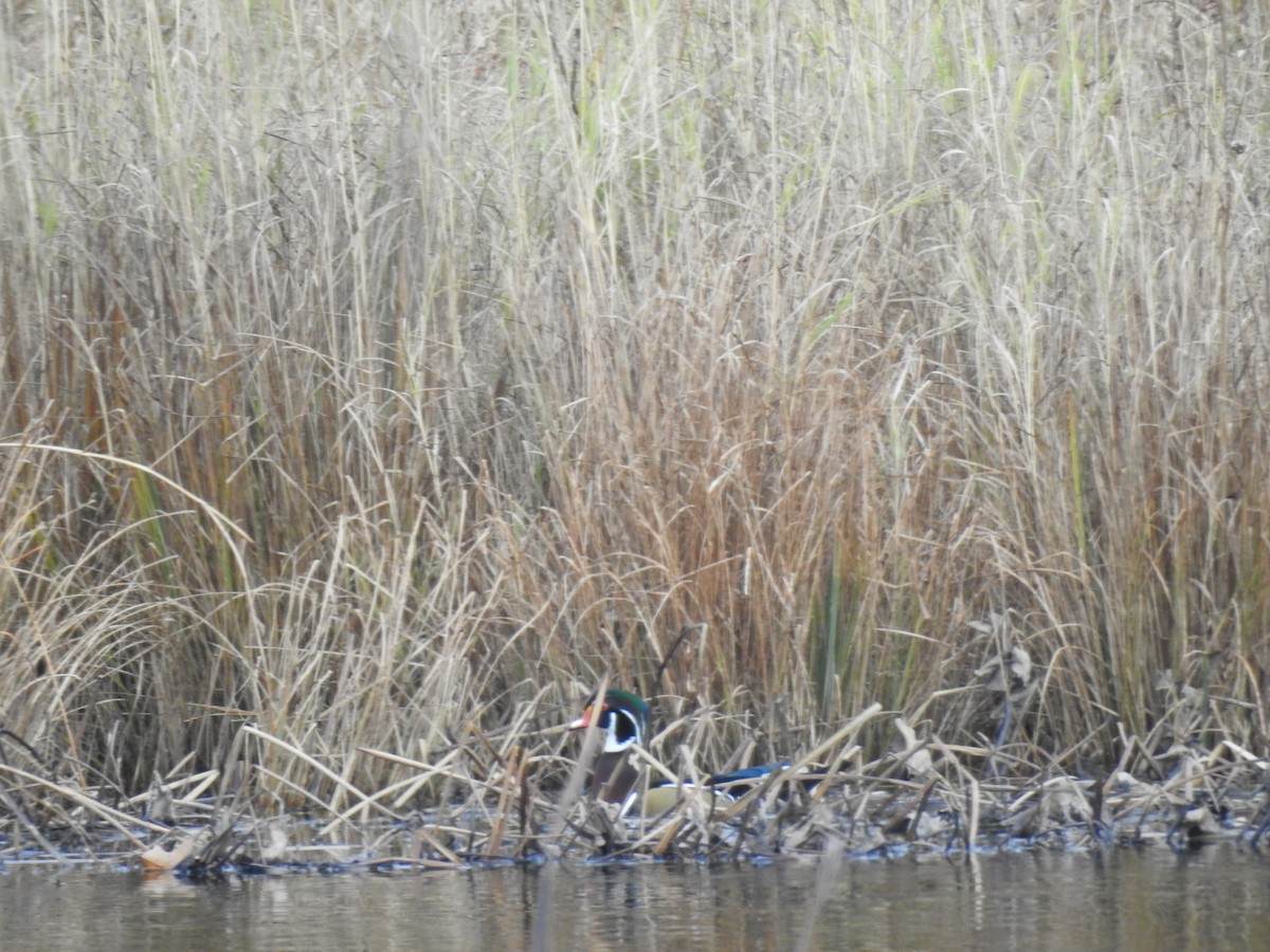 Wood Duck - ML185935891