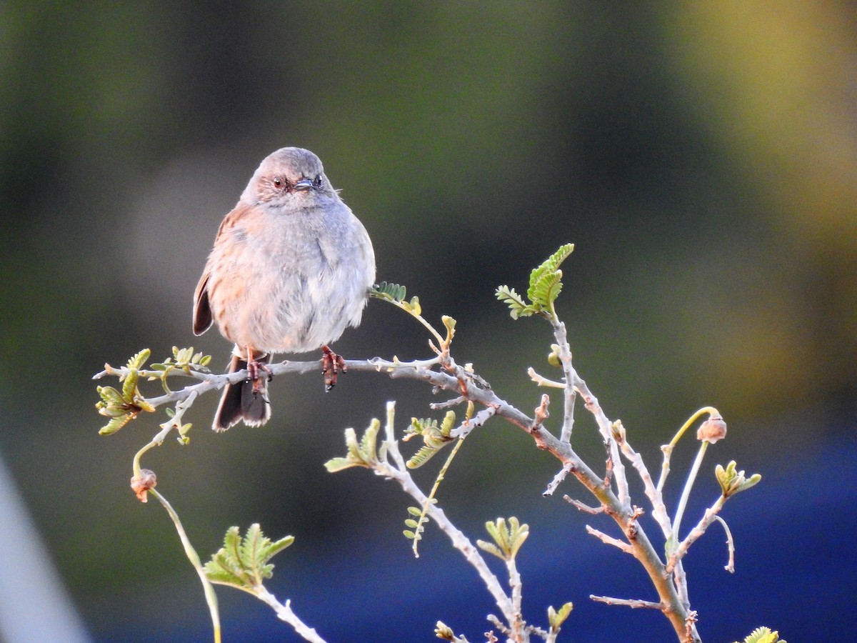 Dunnock - ML185936361