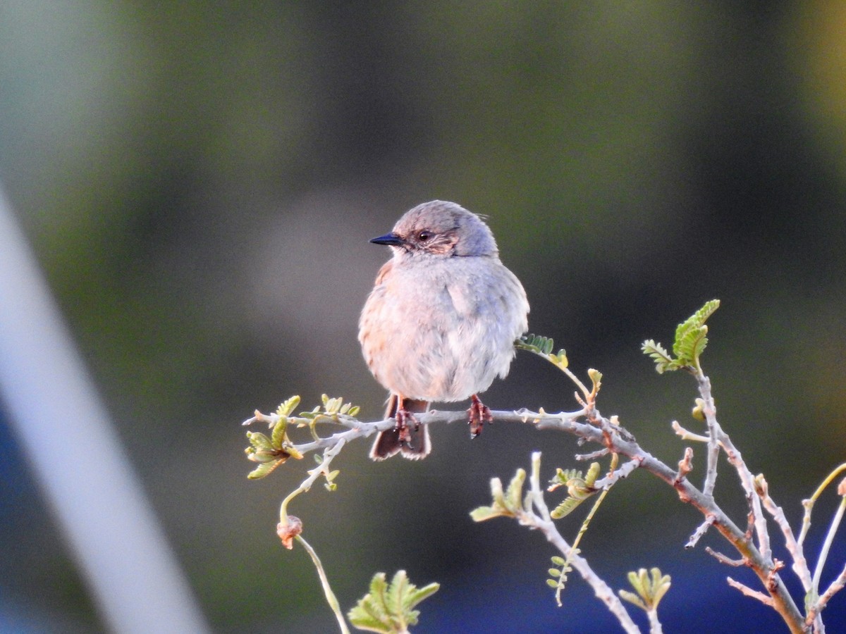 Dunnock - ML185936401