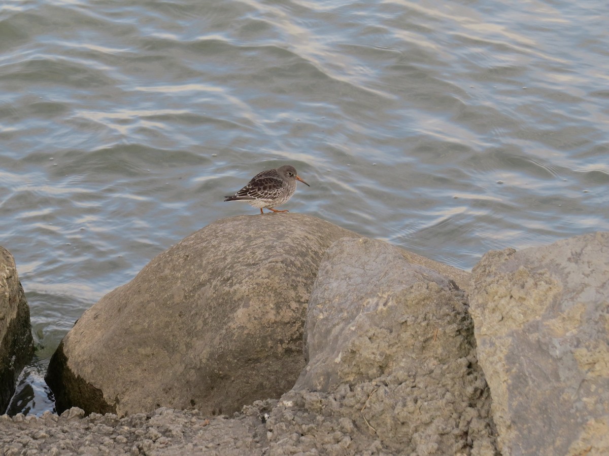 Purple Sandpiper - ML185938011